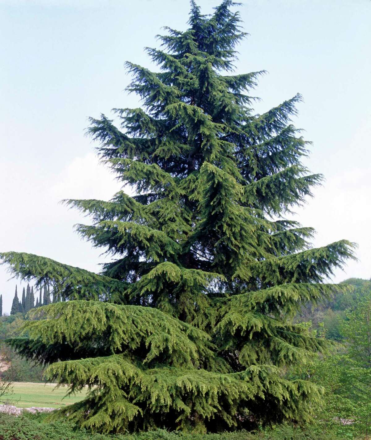 The best living evergreen Christmas trees you can plant later in your San Antonio garden