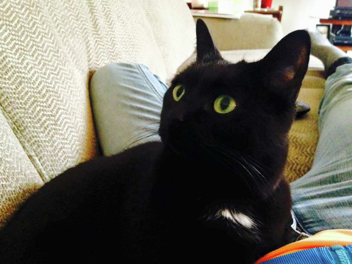 Why black cats are harder to adopt