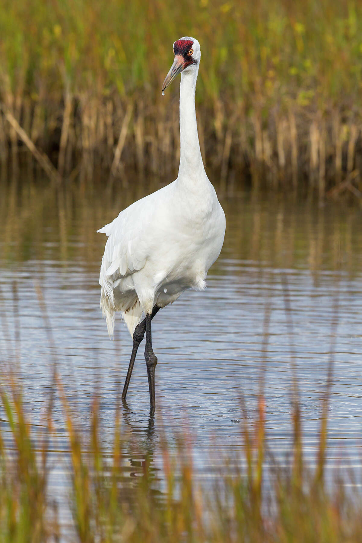 Texas' whooping crane population largely spared from Trump's budget ax