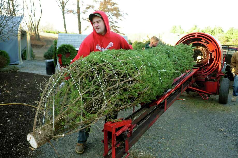 Christmas tree sales, supplies, just fine, local growers say - Connecticut Post