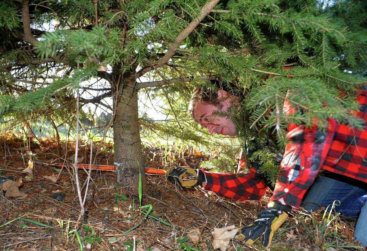 Christmas tree sales, supplies, just fine, local growers say