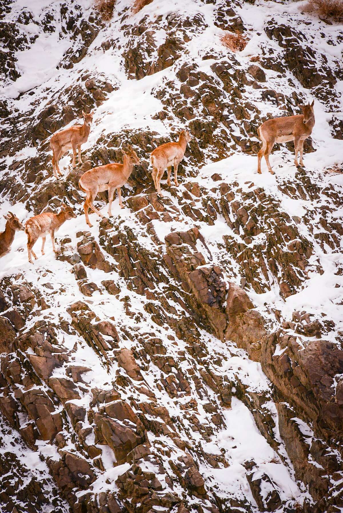 Wild sheep in Ladakh, from bharal to urial to ibex, have to contend with steep slopes in escaping snow leopards.