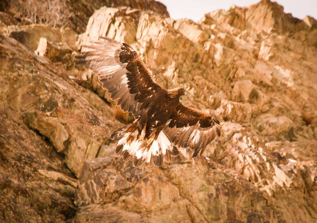 The golden eagle and lammergeier are two of the largest raptors in Ladakh.