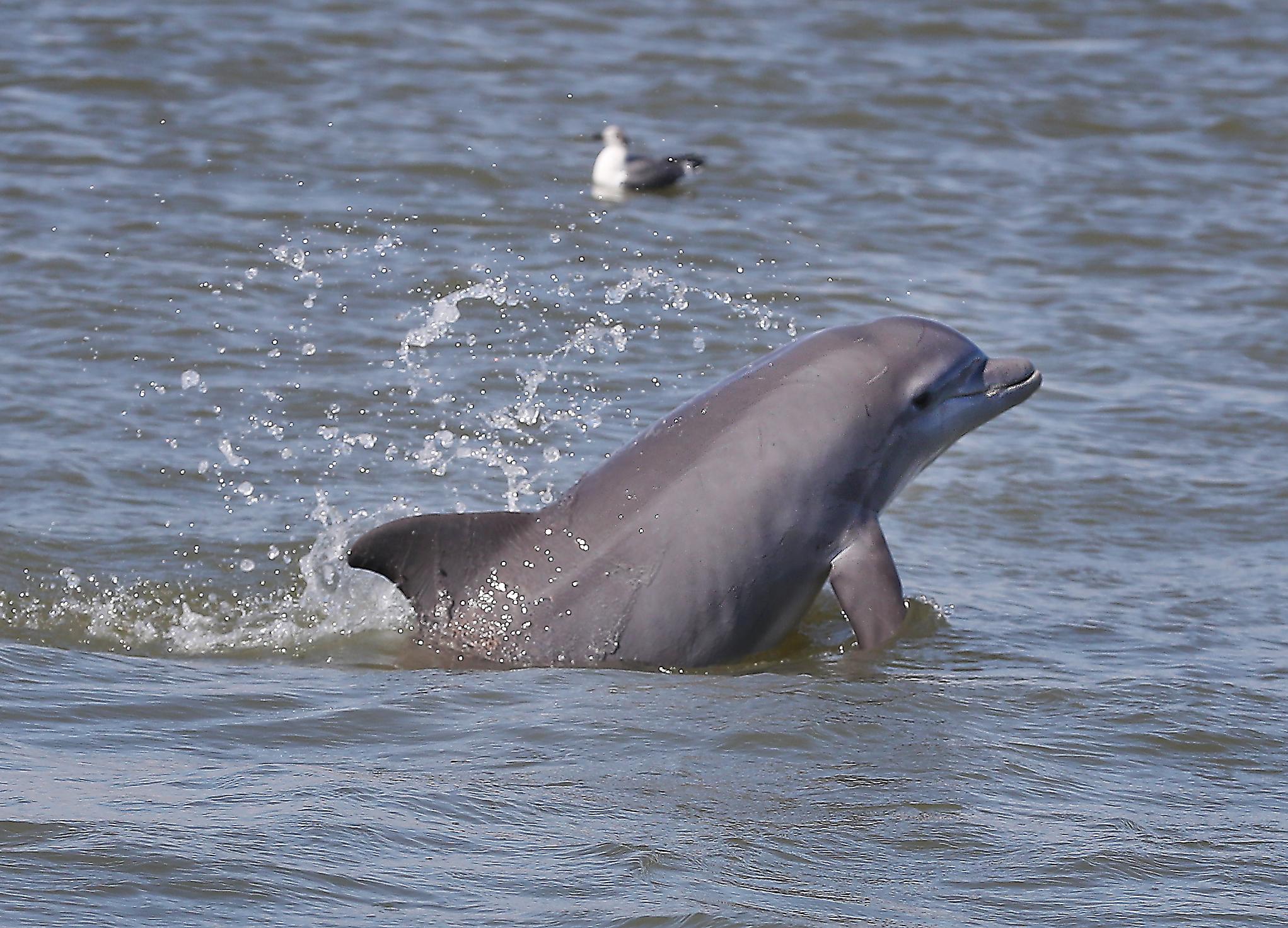 Dolphins nix practice after 'stomach bug' affects 'more than a