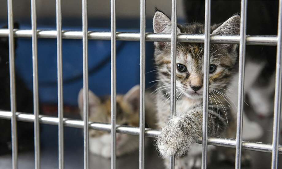 pets up for adoption