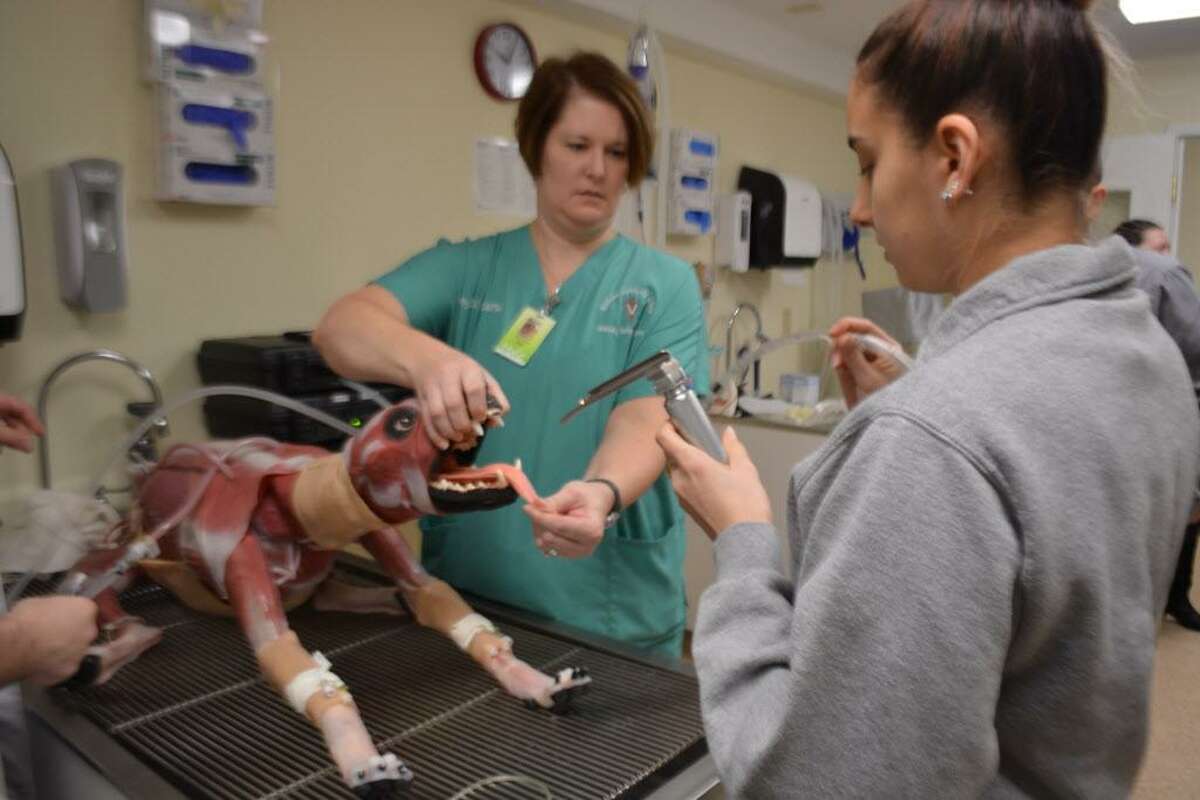 The college is one of only four veterinary technology schools in the country to have use of a synthetic canine from SynDaver Labs.