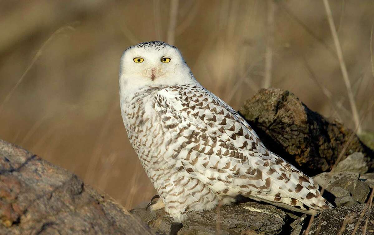Among the birds you might spot in Greenwich during the Great Backyard Bird Count is the Snowy Owl. Ted Gilman says a food shortage in northern Canada may be causing the owls to forage further south - and into the Greenwich area.