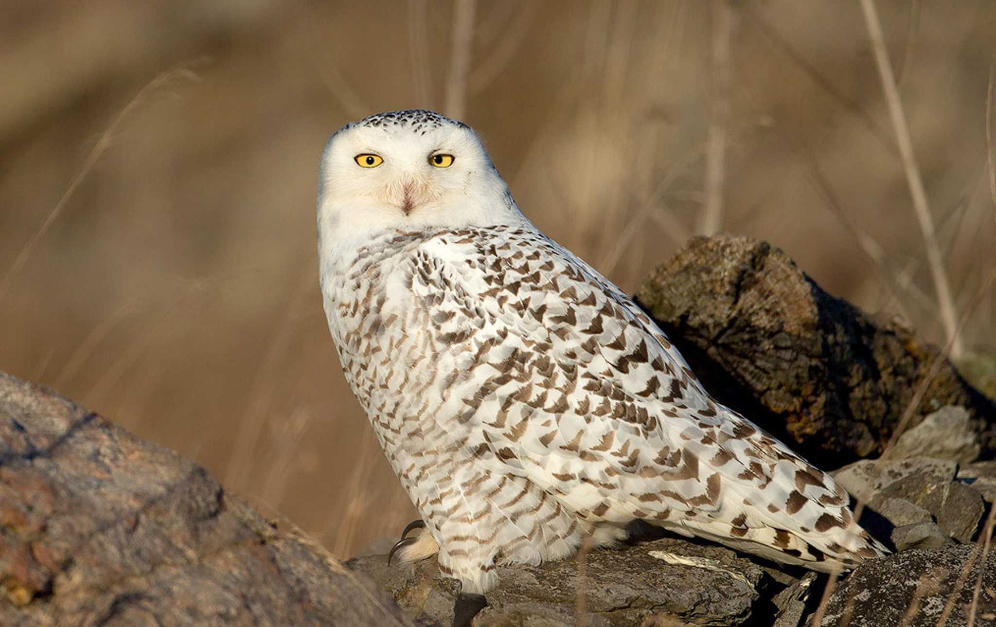 Snowy owls in Connecticut Here’s what to know
