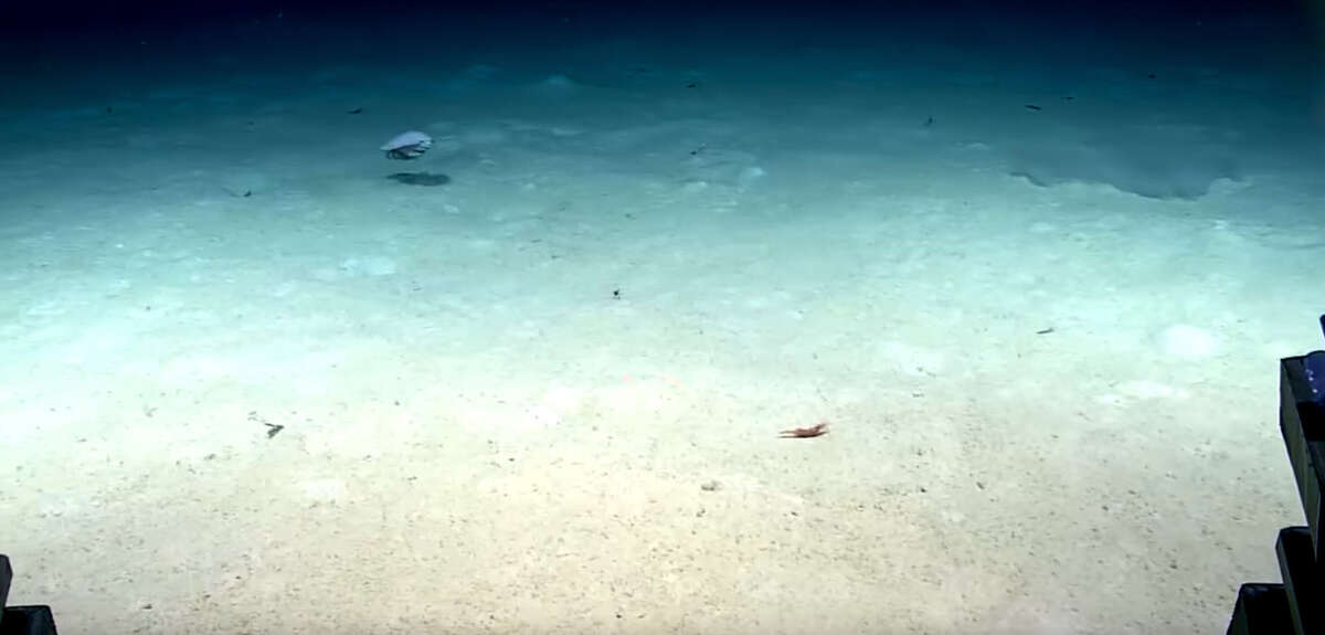 The giant crustacean capable of growing up to more than 16 inches in length was found by the National Oceanic and Atmospheric Administration's Okeanos Explorer during the first dive of its latest expedition in the Gulf of Mexico.