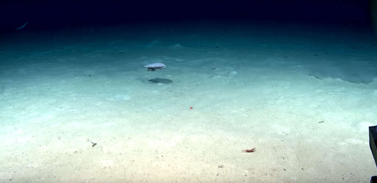 The giant crustacean capable of growing up to more than 16 inches in length was found by the National Oceanic and Atmospheric Administration's Okeanos Explorer during the first dive of its latest expedition in the Gulf of Mexico.