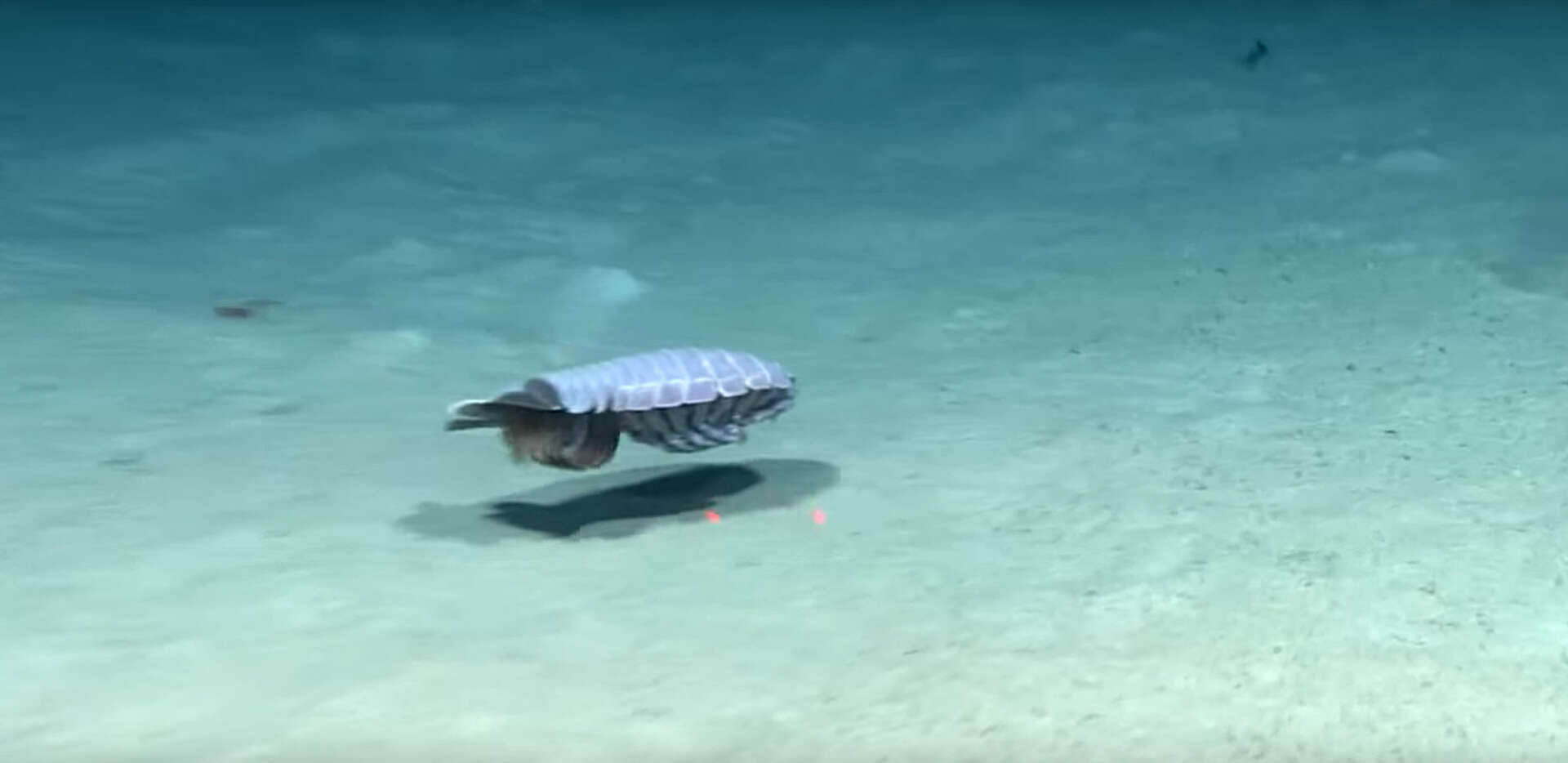 Creepy giant cockroach of the sea found on the floor of the Gulf of Mexico