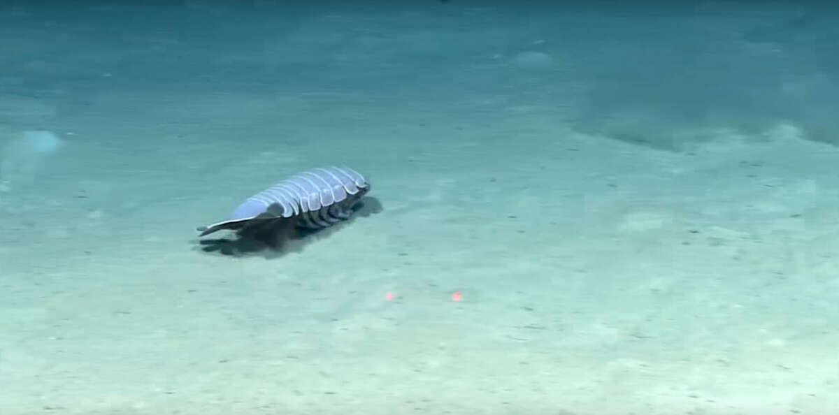 Creepy giant cockroach of the sea found on the floor of the Gulf of Mexico