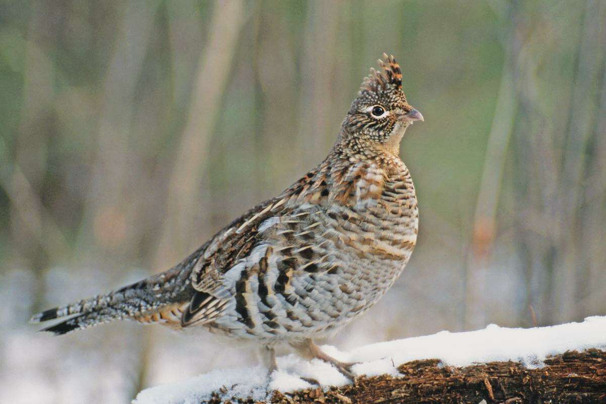 Ruffed grouse populations have declined dramatically in the last 30 years.