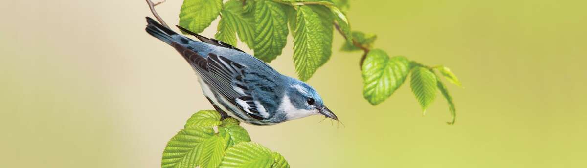 Cerulean warblers breed in scattered locations in New England.