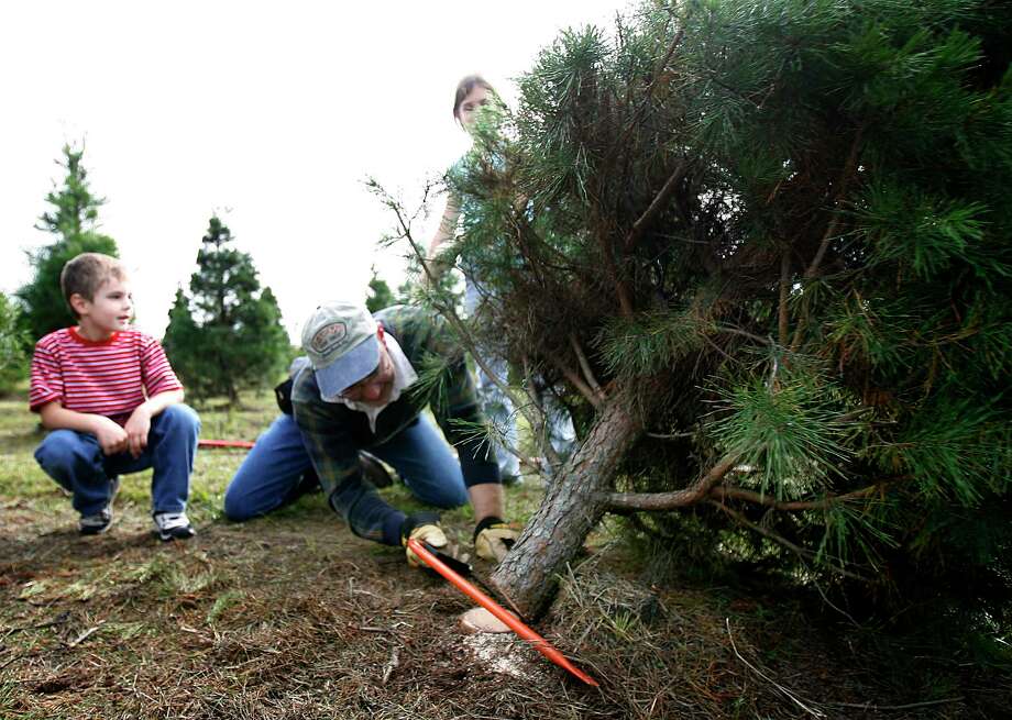tree farm continues family christmas traditions san tree farm continues family christmas traditions san