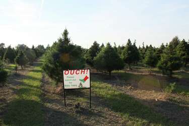 Tree Farm Continues Family Christmas Traditions