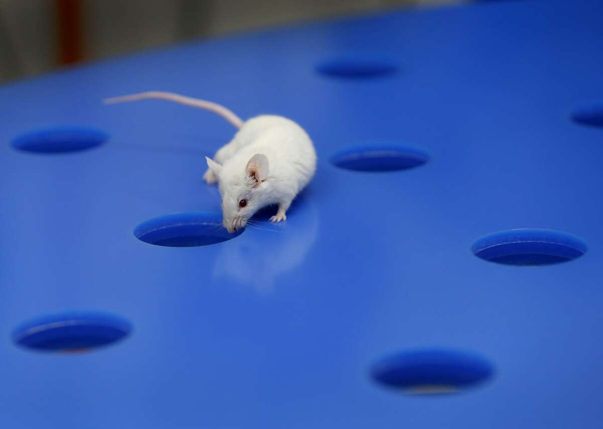 Researchers study a laboratory mouse exploring a Barnes maze during a spatial memory test at Alkahest biotech firm in San Carlos on Nov. 22, 2017. Alkahest is doing extensive research on slowing the aging process in humans.