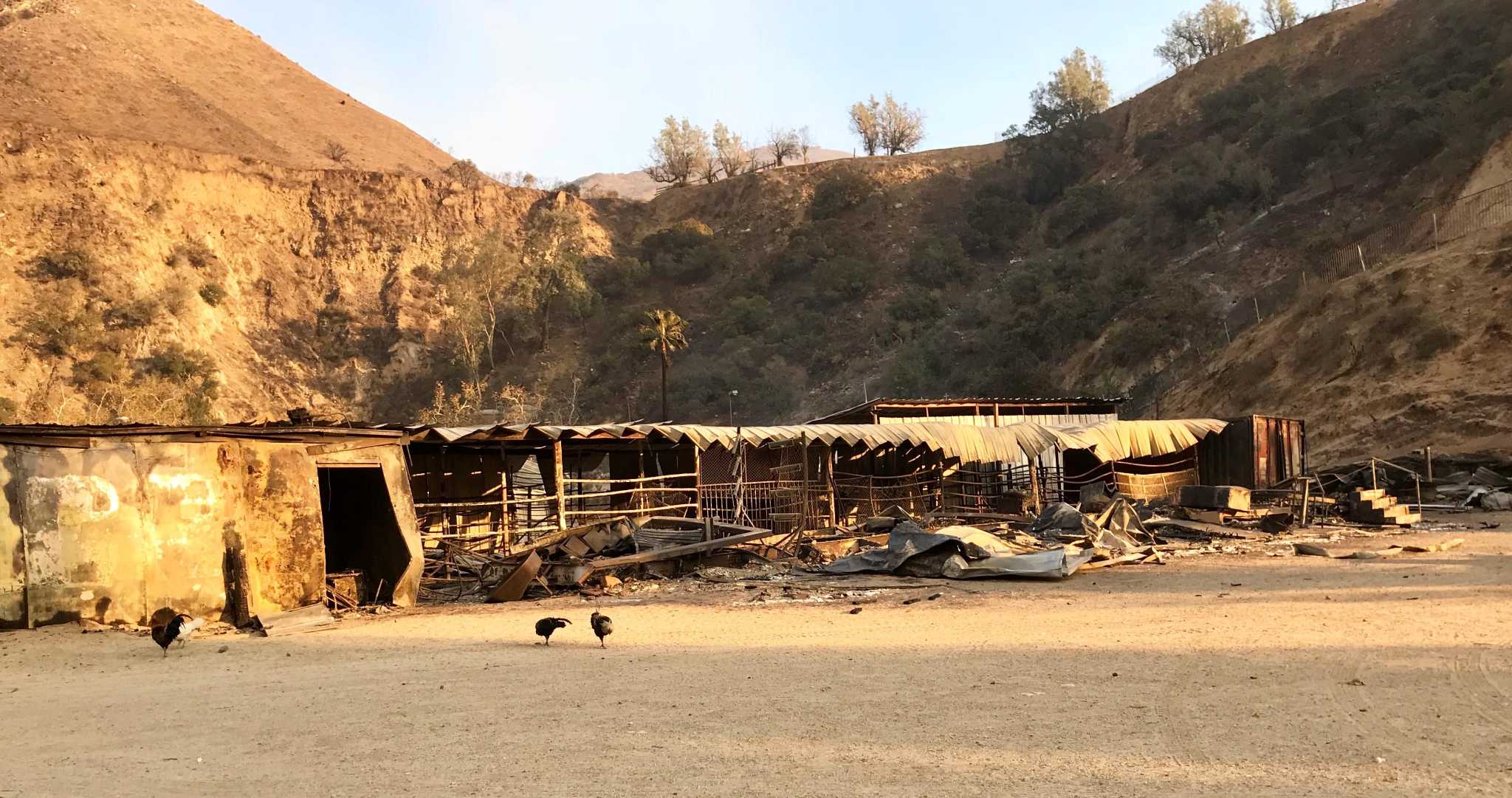Trapped in their stalls, dozens of horses die in LAarea flames
