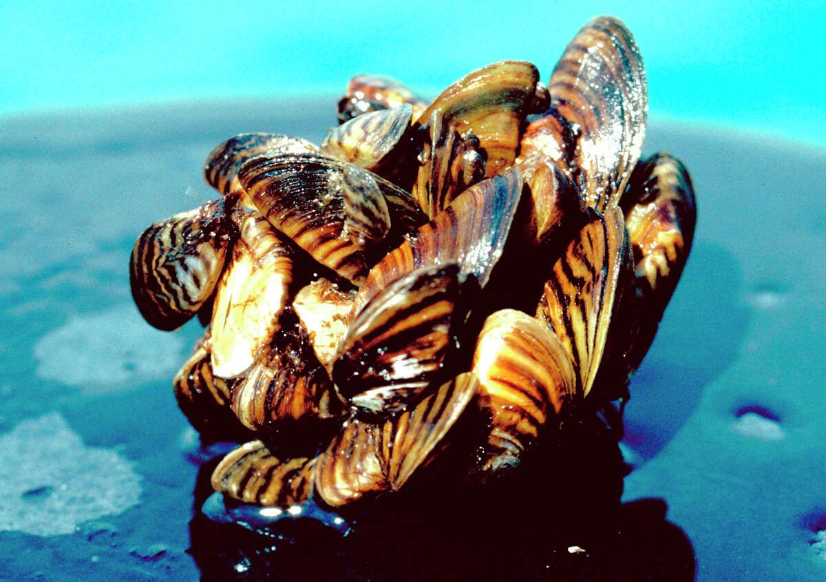 Zebra mussels How they got here: Zebra mussels originated in Russia and were first seen in the United States on Lake St. Clair, between Michigan and Canada, in 1988. Why they're bad: They are easily transported on infested boats and can overtake lakes, fishing equipment and even power plants.  What you can do: Clean, drain and dry your boat when exiting a waterway. 