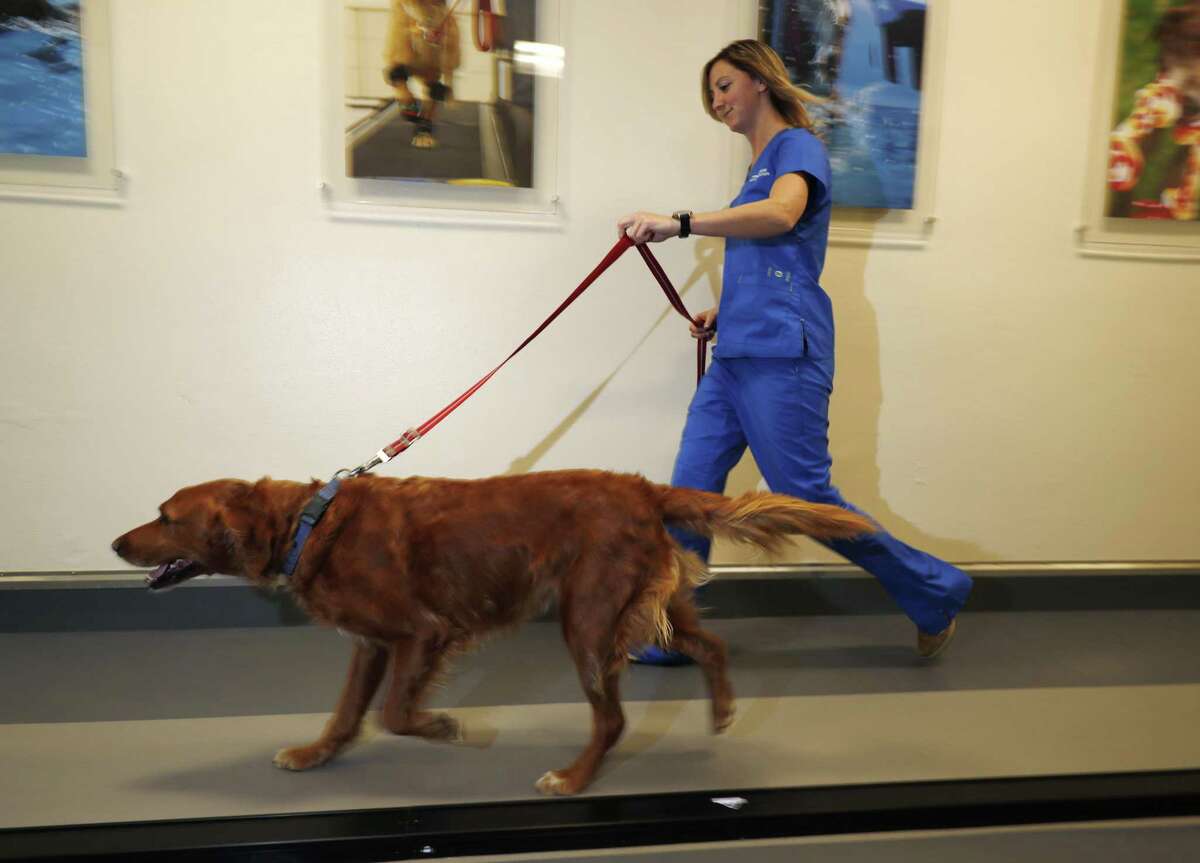 In this Monday, Nov. 6, 2017, photo, research technician Kelsie Condon walks a Golden Retriever named Zach on a treadmill to determine if the dog has arthritis and can be enrolled in a study involving the use of CBD oil at Colorado State University in Fort Collins, Colo. Two researchers at the school are running trial studies to see if using marijuana extract aids in the treatment of dogs with epilepsy as well as arthritis.