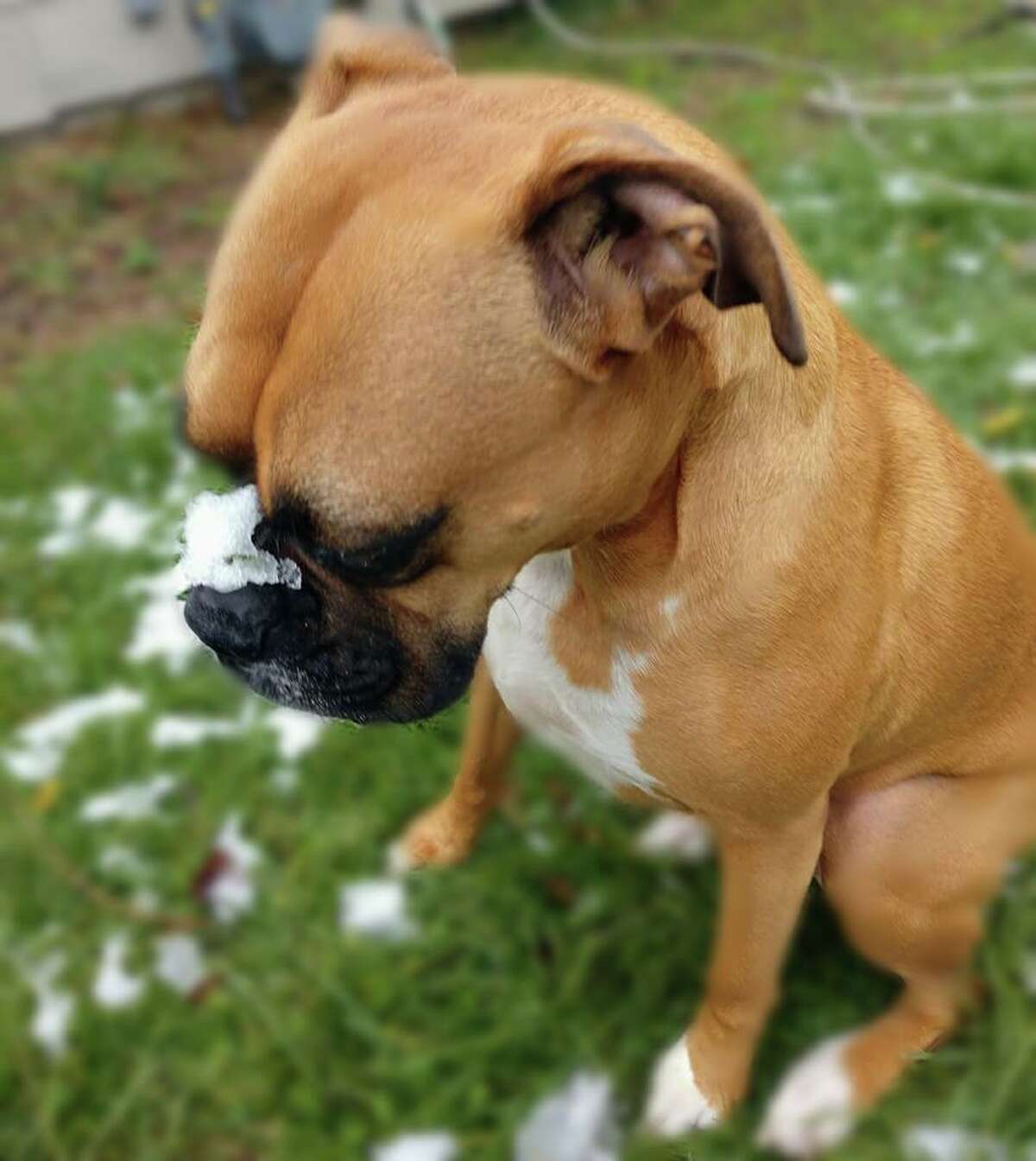 Gipsy was not digging the snow on her nose. We feel ya, Gipsy. Photo by Ashley Ann Bridges.