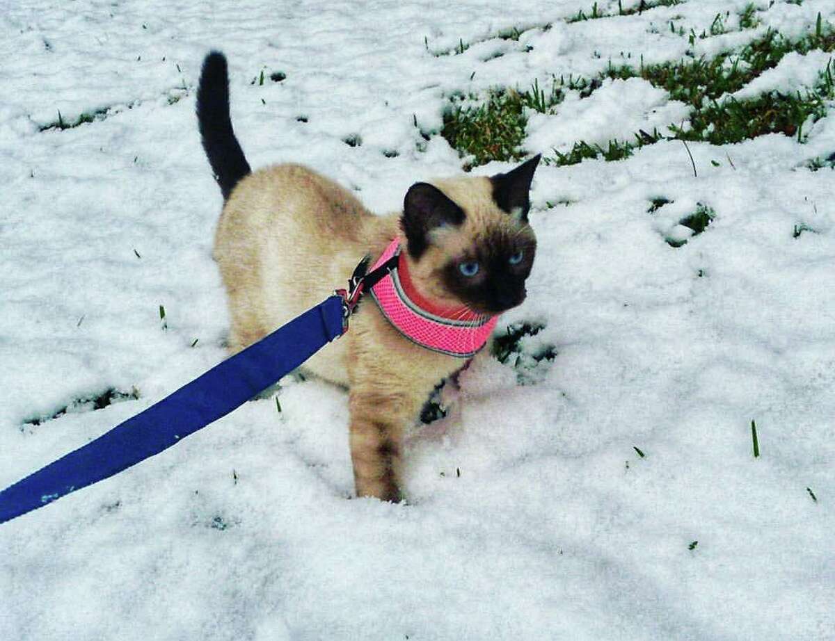 Cali the cat is just out on a stroll. Photo by Marlo Leviness.