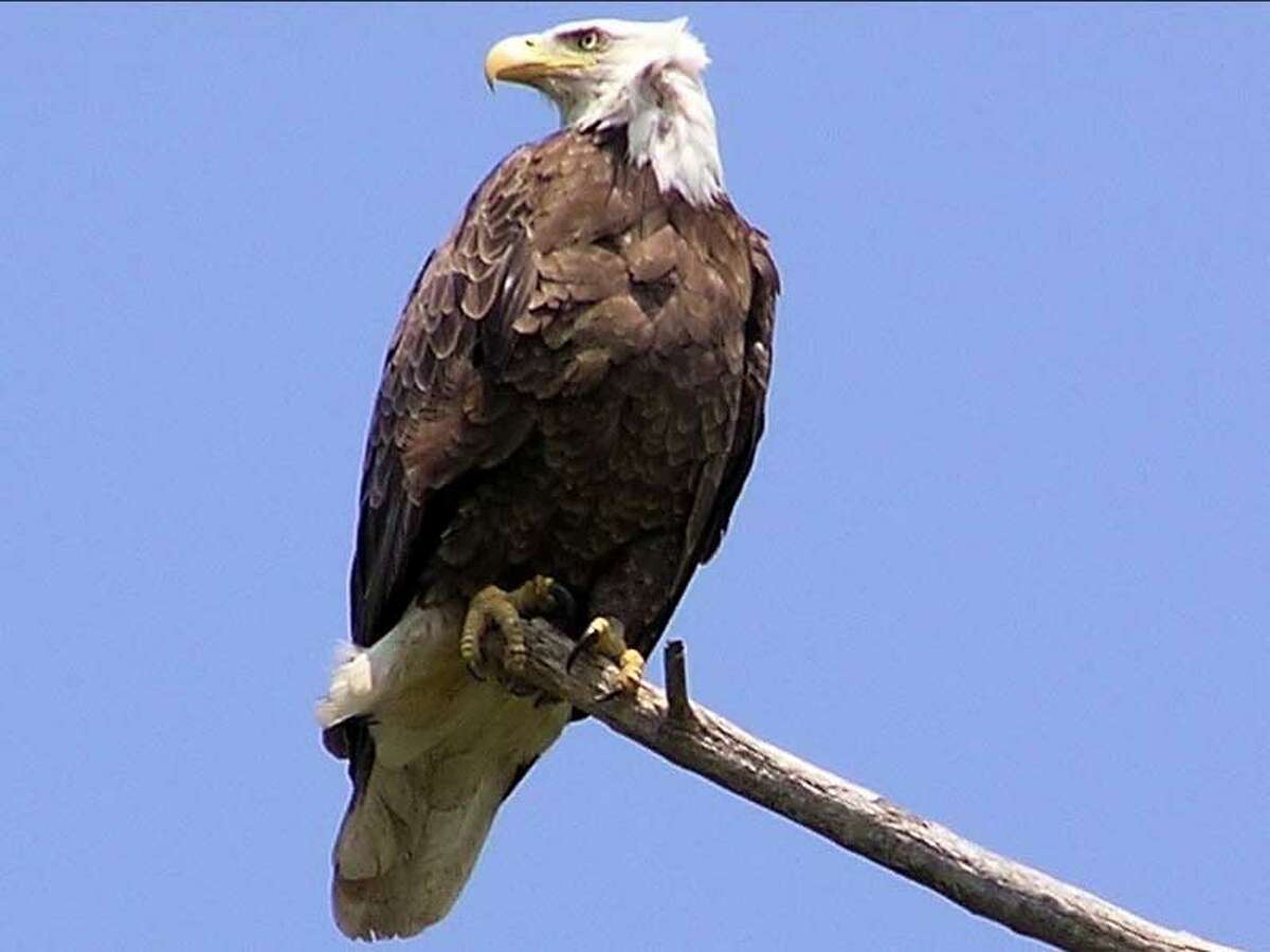 bald eagle speedo