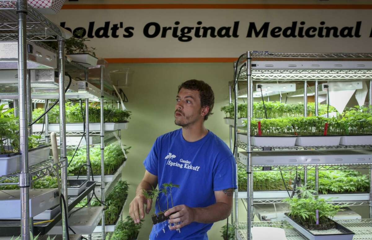 Gardener Rangler Haskell inspects cannabis clones at Wonderland Nursery in Garberville (Humboldt County), in 2015, the year Lt. Gov. Gavin Newsom led a tour of marijuana farms.