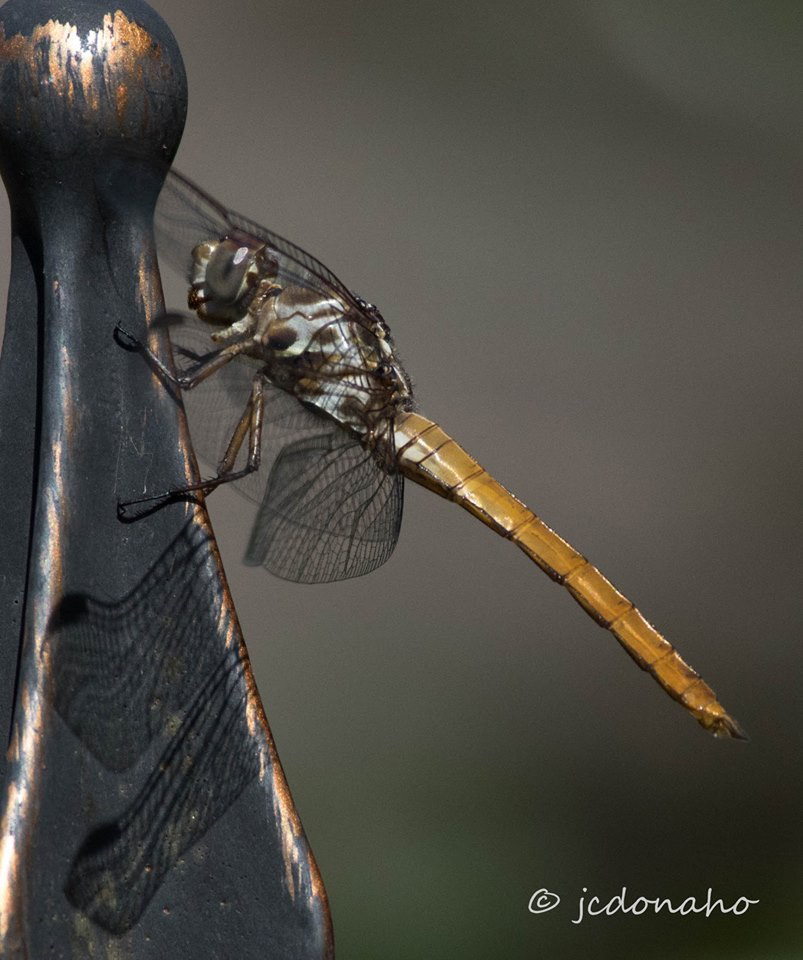 Katyarea calendar of events