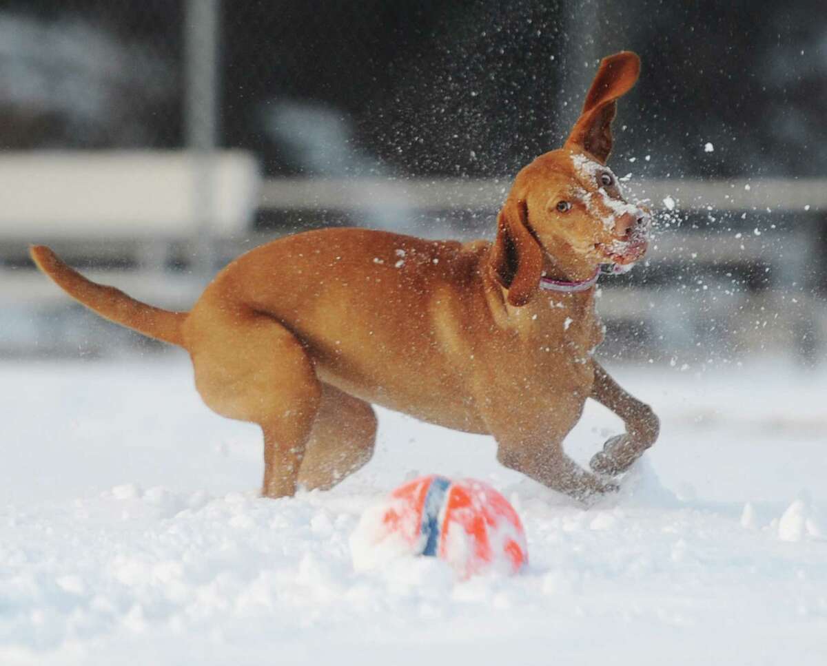 Keeping pets safe in cold weather