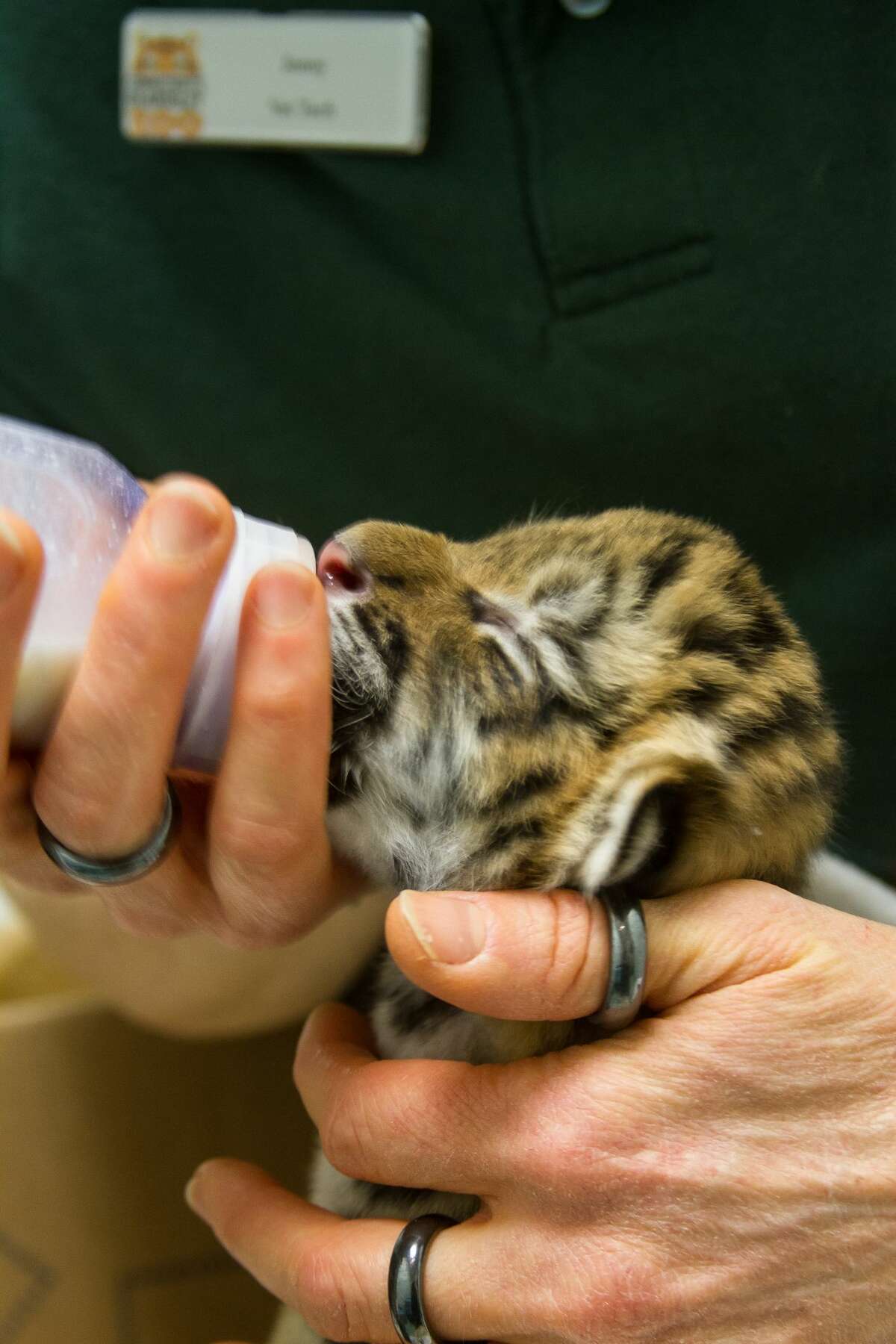 Baby tiger cubs get media showing at Beardsley Zoo