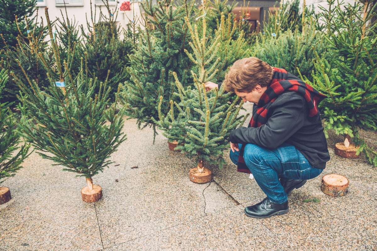 Choosing a Christmas treeExpectation: It will be a chilly, beautiful wintry night to stroll through lines of trees and choose the perfect specimen. Reality: You will marvel at the outrageous Christmas tree prices while sifting through piles in the home improvement store parking lot. Also, it will be 85 degrees and humid.