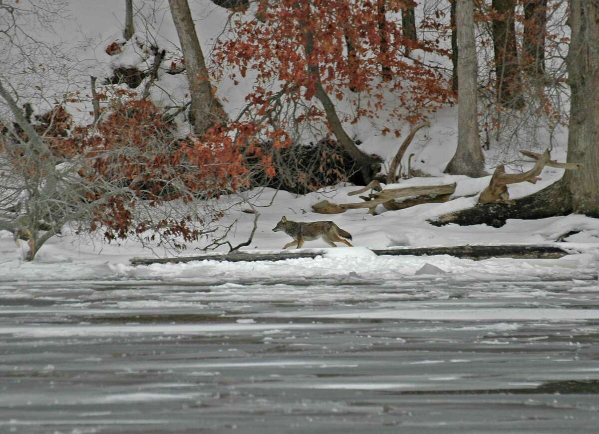 Species other than eagles visit the river during the winter months.