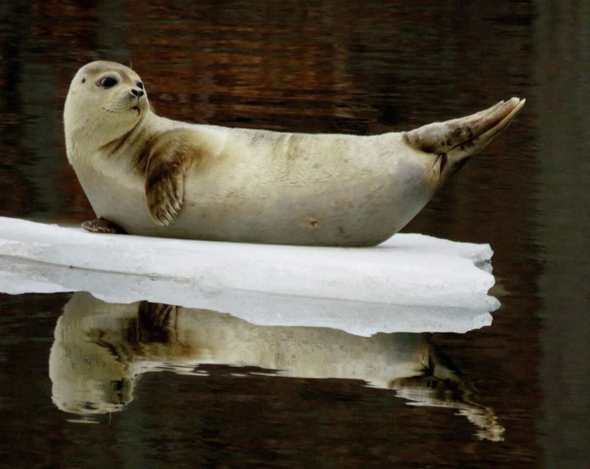 A seal lounges on the river ice.