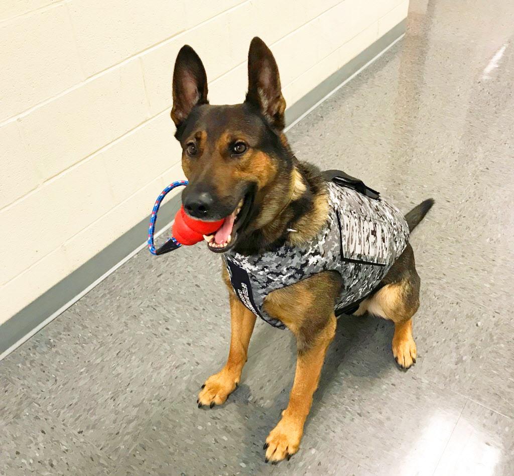 Middletown police canine officer Koda receives body armor ...