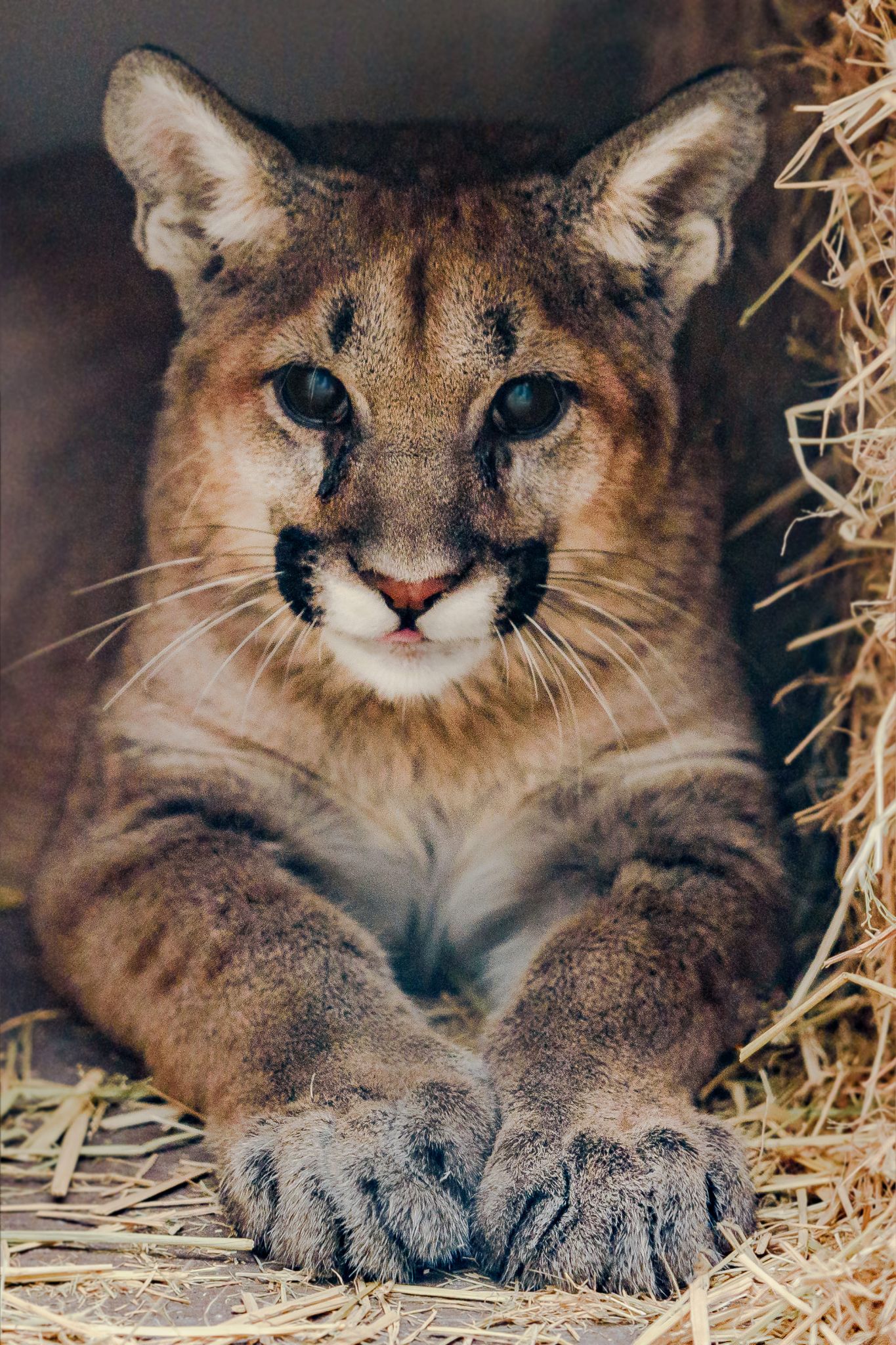 Orphaned Mountain Lion Cubs Find New Home At Oakland Zoo - mountain lion cub images
