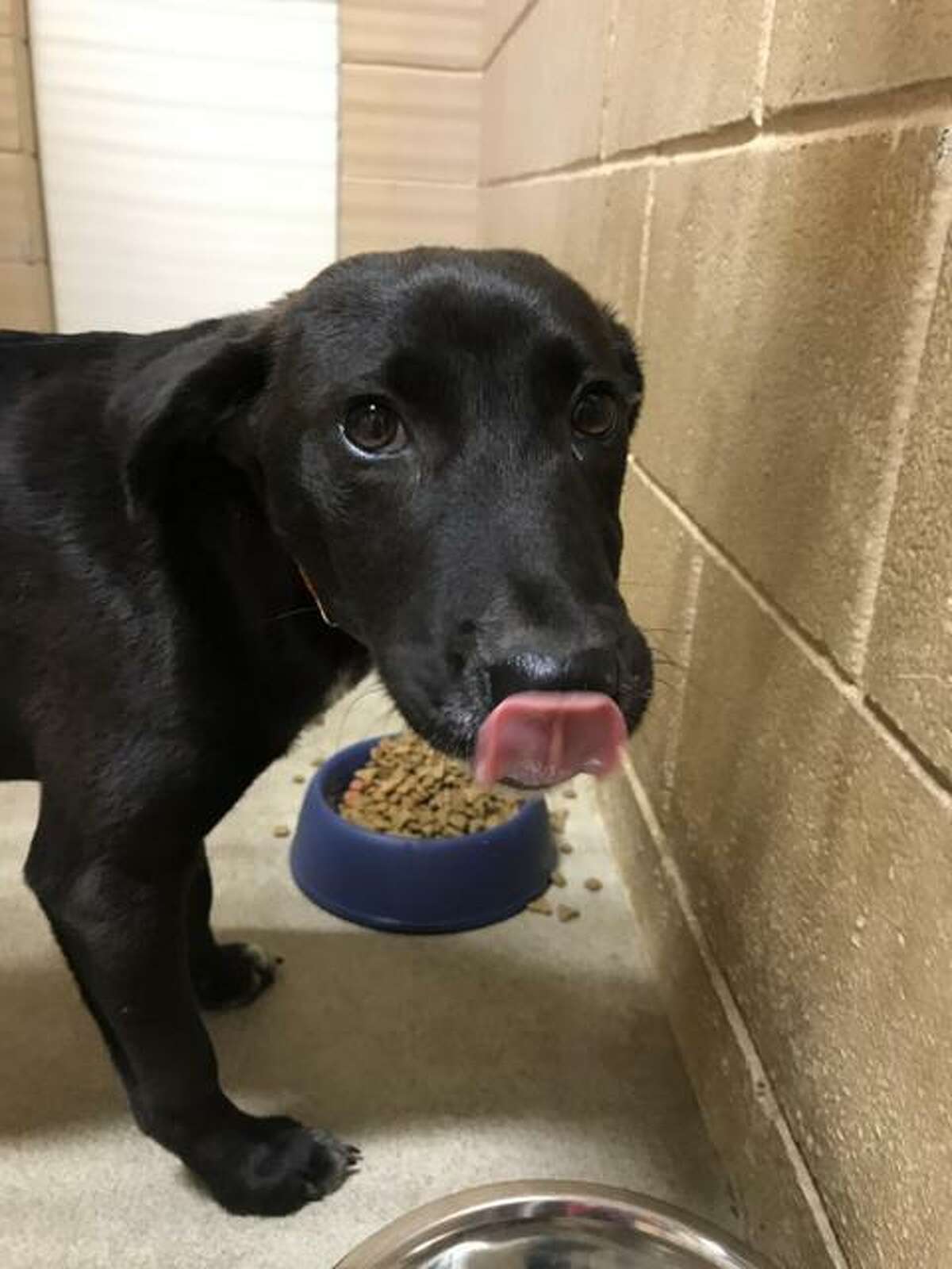 New Braunfels humane society's video of crowded kennels, plea for help