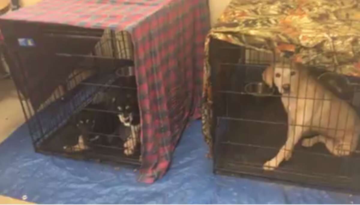 New Braunfels humane society's video of crowded kennels, plea for help