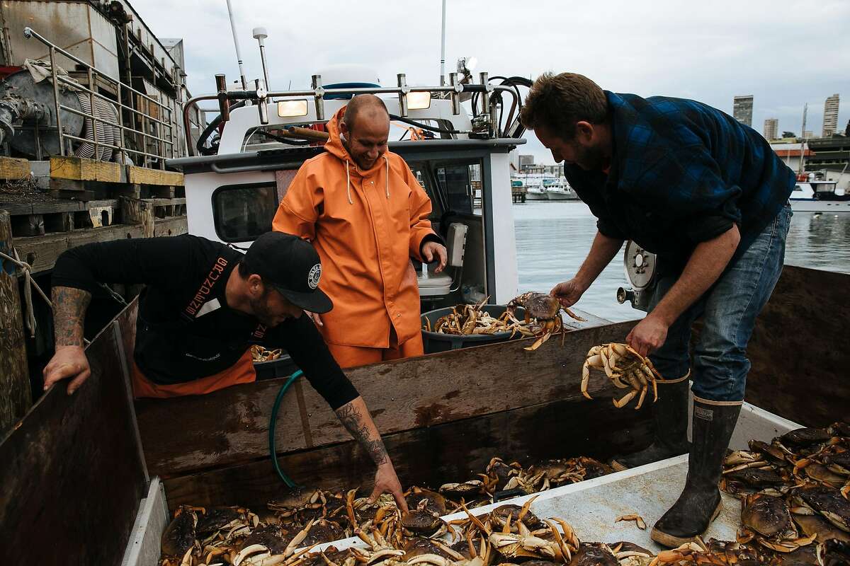 From the left, Brendan Moore, John Buich and Captain Aaron Lloyd unload the Dungeness crab by hand at Pier 45 in San Francisco, Calif. Wednesday, November 15, 2017.