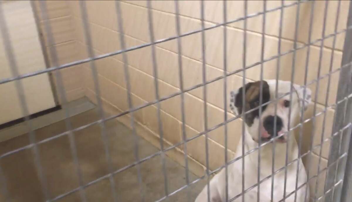 New Braunfels humane society's video of crowded kennels, plea for help