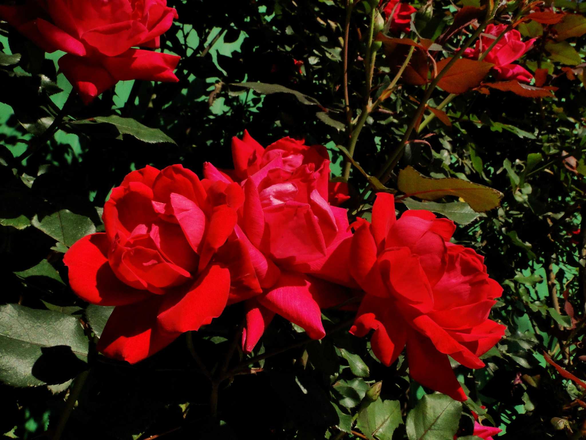 Roses face a huge threat from teeny mite