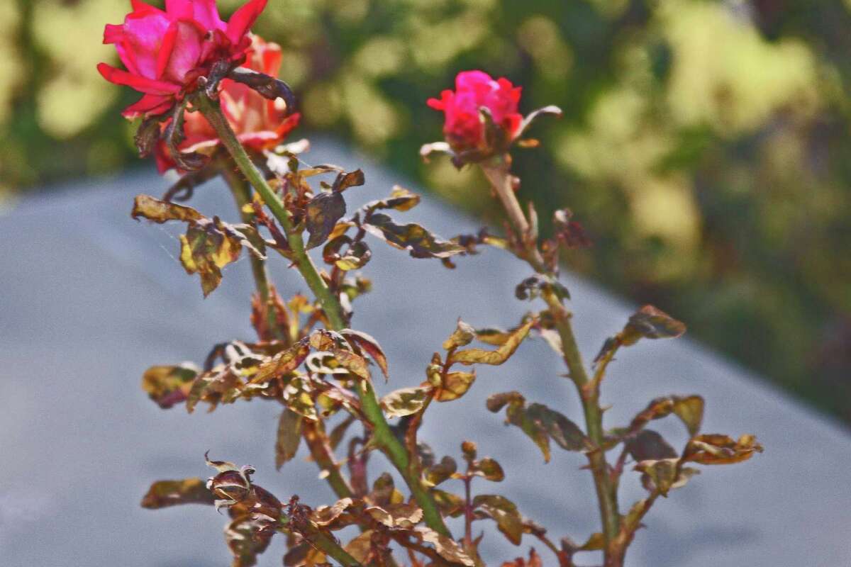 Roses face a huge threat from teeny mite