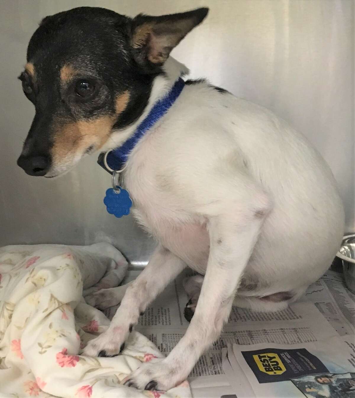 Ruby, a rat terrier, is still recovering in the ACS clinic after being thrown out of a second-story window.