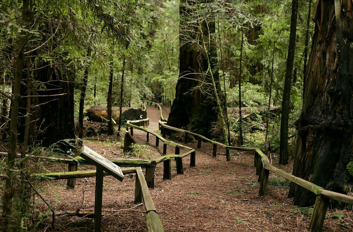 A trail runs through a stand of redwoods in the Richardson Grove State Park along the South Fork of the Eel River just off Highway 101, which is narrow in the area and Caltrans wants to widen it for big trucks.