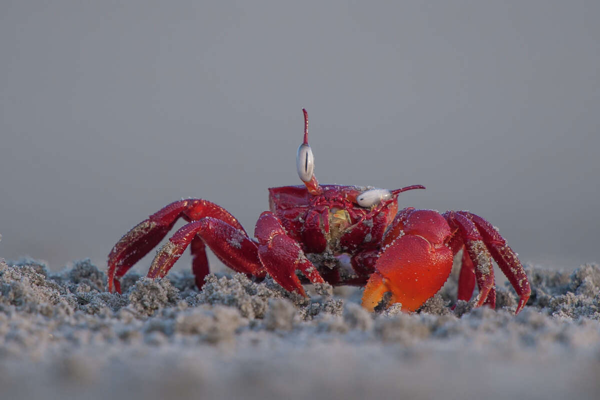 Photo by: Arkaprava Ghosh Location: West Bengal, India Details: A red ghost crab seen adjusting and cleaning one of its eyes at the Frazergunj beach in West Bengal, India. Description: The red ghost crabs are a treat to the eyes. When a large number of these crabs come out of their burrows, the section of the beach appears bright red. The eyes of the ghost crabs are supported on stalks and give them a wide field of vision. This helps them to spot the predators very quickly and vanish into their burrows in the sandy beaches. This individual was cleaning sand from its eyes after emerging from the burrow.