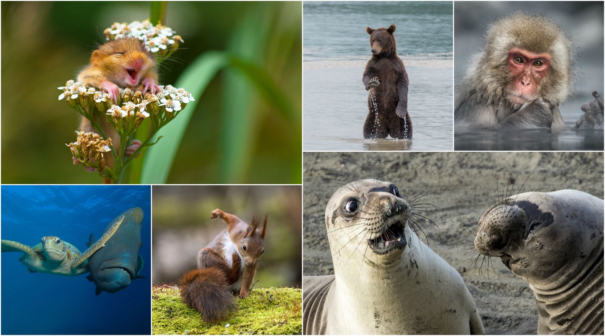 The world's funniest and cutest animal photos from 2017