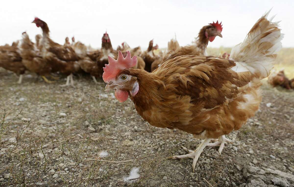 FILE - In this Oct. 21, 2015, file photo, cage-free chickens walk in a fenced pasture at an organic farm near Waukon, Iowa. Iowa is one of more than a dozen states want the U.S. Supreme Court to block a California law requiring any eggs sold there to come from hens that have space to stretch out in their cages. A lawsuit filed Monday, Dec. 4, 2017 with the high court alleges California's law has cost consumers nationwide up to $350 million annually because of higher egg prices since 2015. (AP Photo/Charlie Neibergall, File)