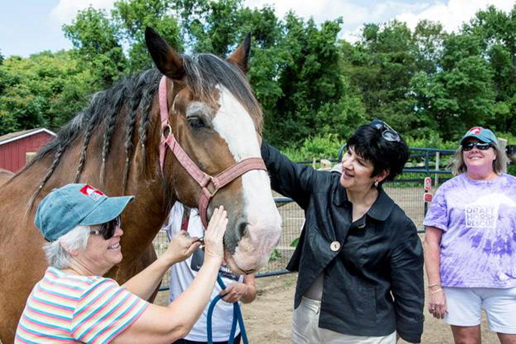 Connecticut Draft Horse Rescue in East Hampton fundraising for new home