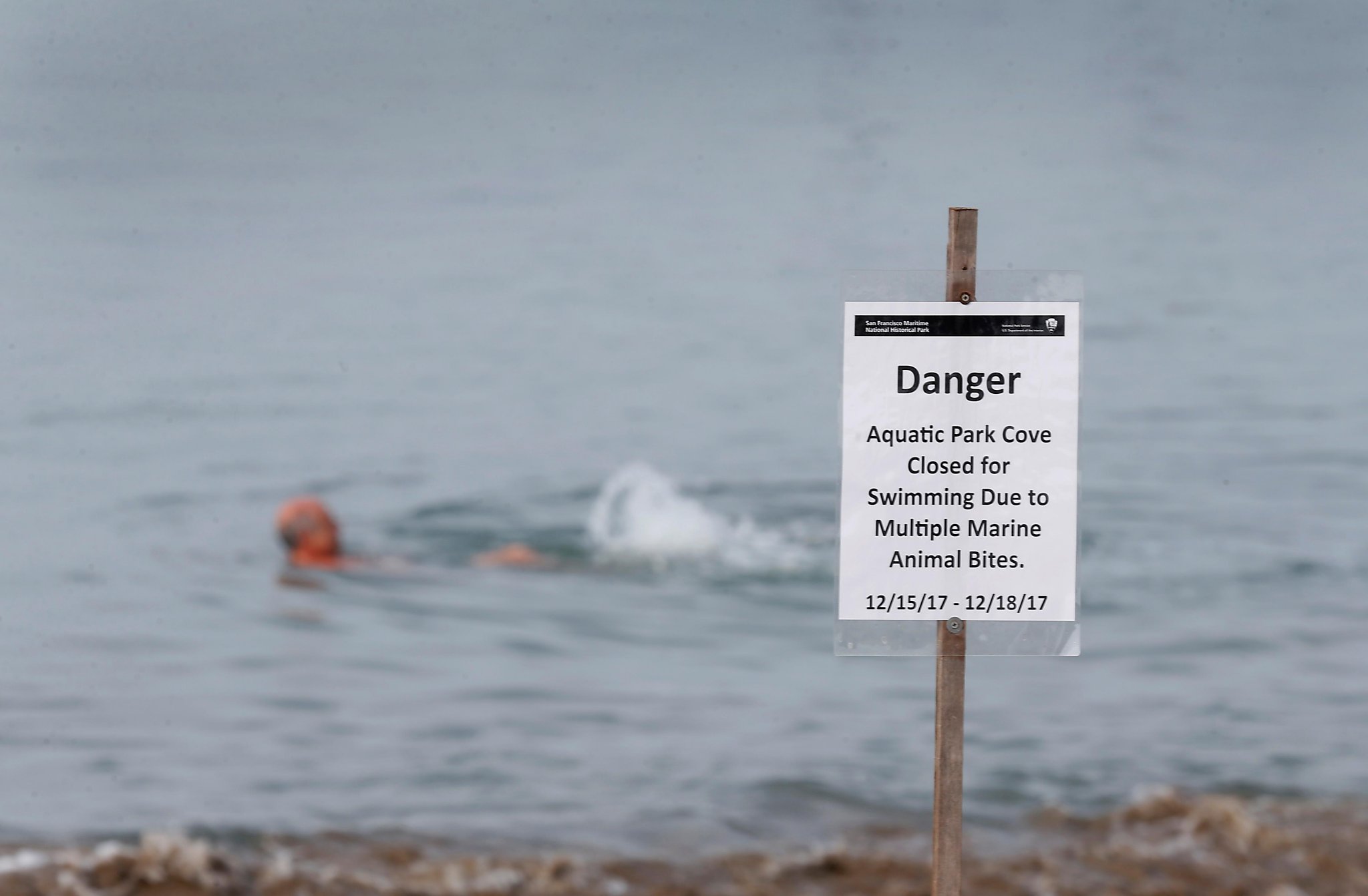 Sea lion attacks swimmer in San Francisco Bay - BBC News