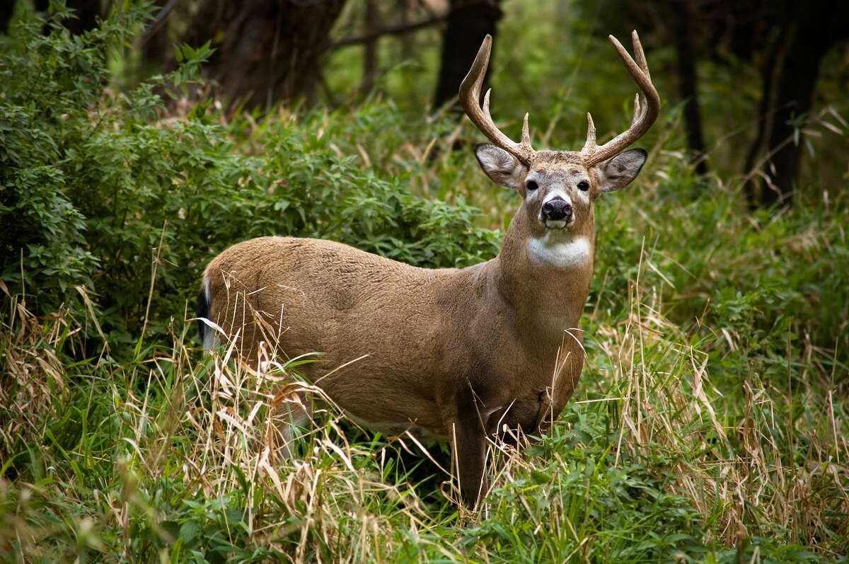 In this file photo, a whitetail buck in shown.